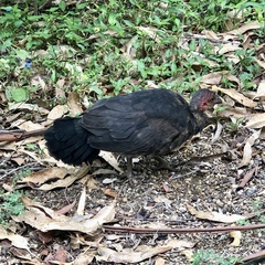 Alectura lathami lathami