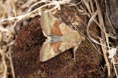 Heliothis viriplaca