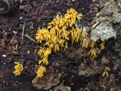 Mucronella flava