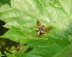 Temnostoma alternans