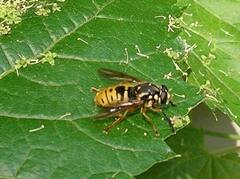 Temnostoma alternans