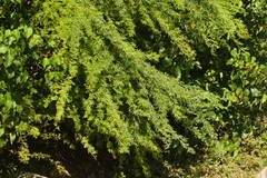 Prosopis pallida