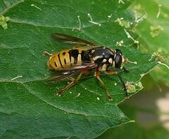 Temnostoma alternans