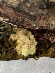 Dolabrifera brazieri