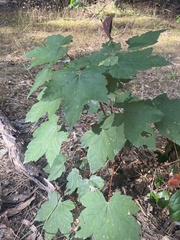 Acer pseudoplatanus