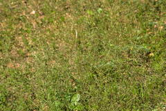 Eragrostis barrelieri