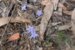 Wahlenbergia gracilenta