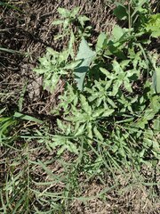 Amaranthus polygonoides