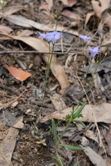 Wahlenbergia gracilenta