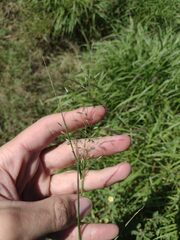 Eragrostis barrelieri