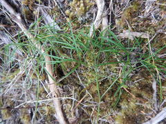 Anisotome filifolia