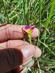 Oxalis obliquifolia