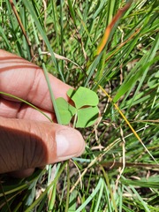 Oxalis obliquifolia