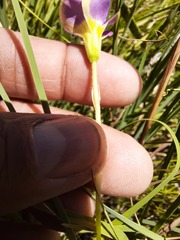 Oxalis obliquifolia