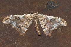 Hyposidra violescens