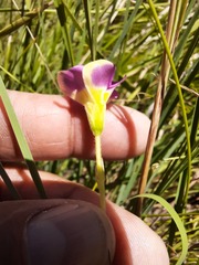 Oxalis obliquifolia