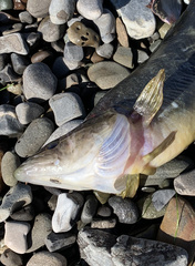 Heterostichus rostratus