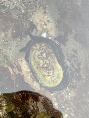 Scutus antipodes