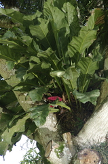 Anthurium cubense, photograph (c) Eric Knight, some rights reserved (CC BY)
