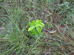 Persoonia cornifolia