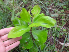 Persoonia cornifolia