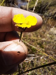 Xyris capensis