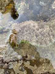 Dolabrifera brazieri