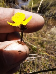 Xyris capensis