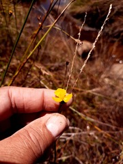 Xyris capensis