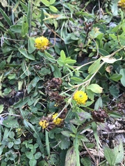 Trifolium badium