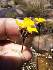 Xyris capensis