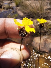Xyris capensis