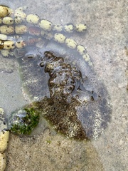 Dolabrifera brazieri