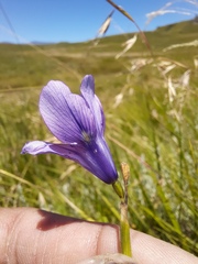 Moraea inclinata