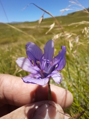 Moraea inclinata