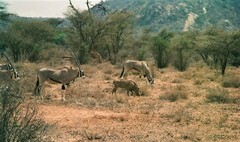 Oryx beisa beisa