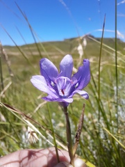 Moraea inclinata