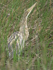 Botaurus pinnatus