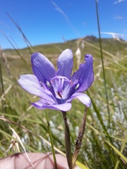 Moraea inclinata
