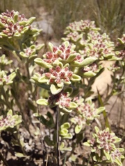 Helichrysum spiralepis