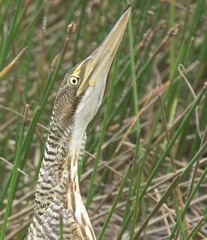 Botaurus pinnatus