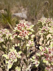 Helichrysum spiralepis