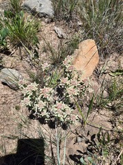 Helichrysum spiralepis
