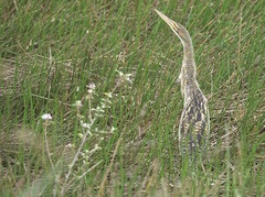 Botaurus pinnatus