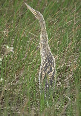 Botaurus pinnatus