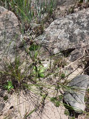 Alepidea natalensis