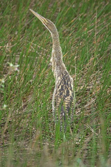 Botaurus pinnatus
