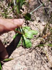 Alepidea natalensis