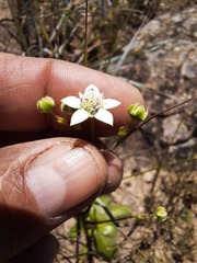 Alepidea natalensis
