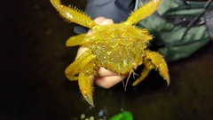 Telmessus cheiragonus